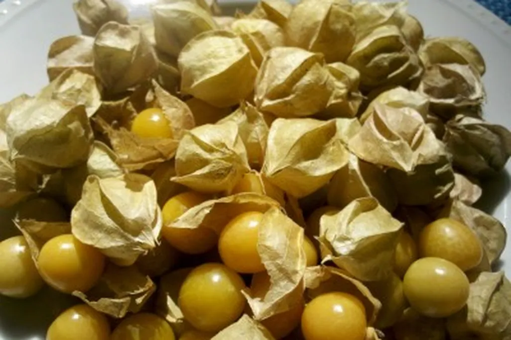 20110520090148ground-cherries-400x298.jpg