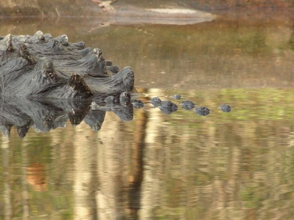 American Alligator Allegory thumbnail