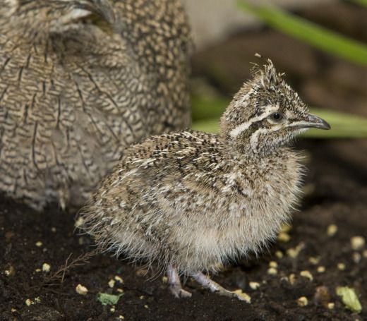 Tinamou-chick-NZP-MM1.jpg