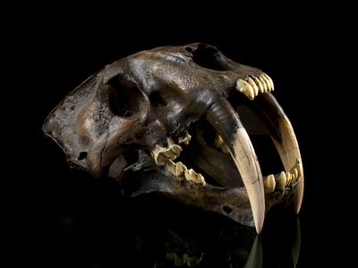 How did the sabertooth cat wield its excess of tooth?
