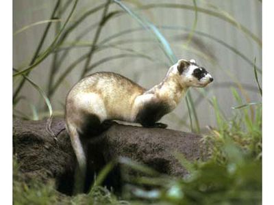 Federal wildlife biologists announce on November 6, 1981, that a black-footed ferret, a mammal feared extinct, has been discovered alive and well and living in Wyoming. The 2 1/4-pound male, found at home in a prairie dog burrow, is fitted with a radio collar and released. By 2006, captive breeding and reintroduction helps the wild population rebound to some 700 animals in five Western states.