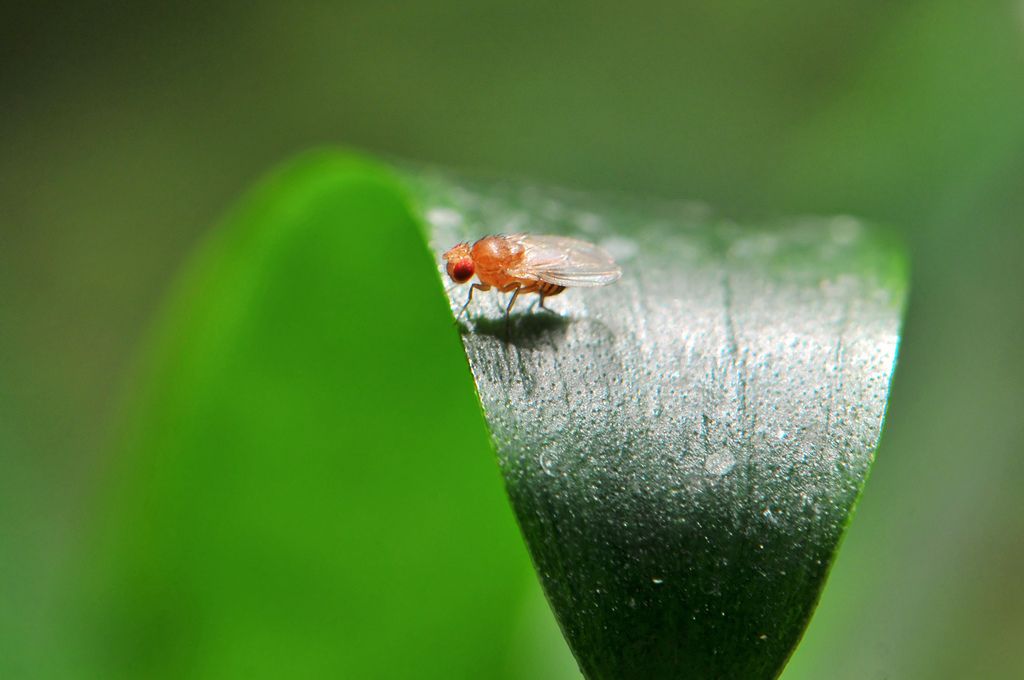 Fruit Fly on Leaf