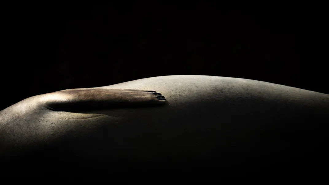 the side of a seal with its flipper against black, illuminated on top