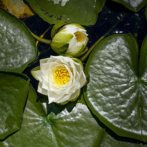 Water Lily thumbnail