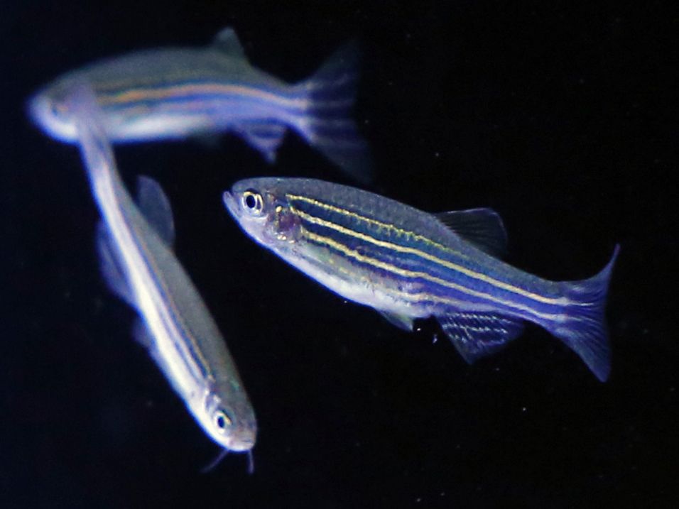 A Single Altered Gene Can Make Fish Fins More Like Limbs