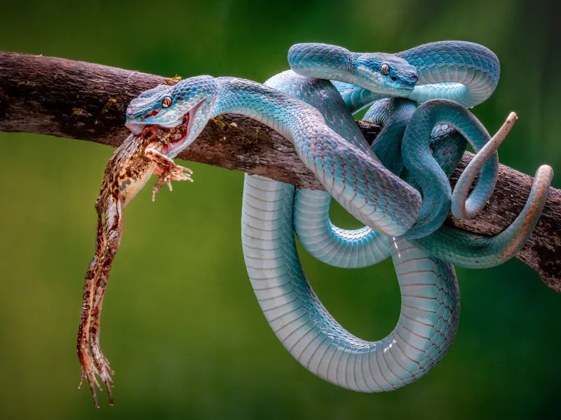 Blue Insularis 5 | Smithsonian Photo Contest | Smithsonian Magazine