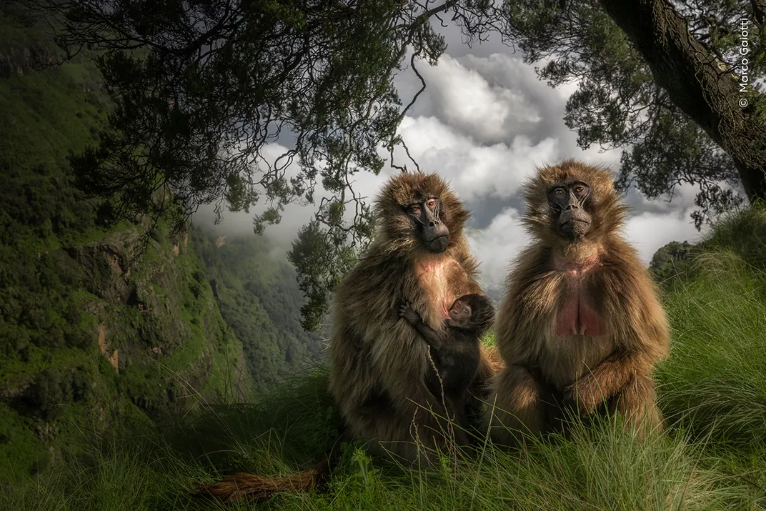 Two monkeys, one nursing a baby, sit at the edge of a plateau in a forest