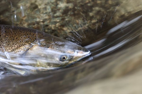 Chinook salmon splash thumbnail