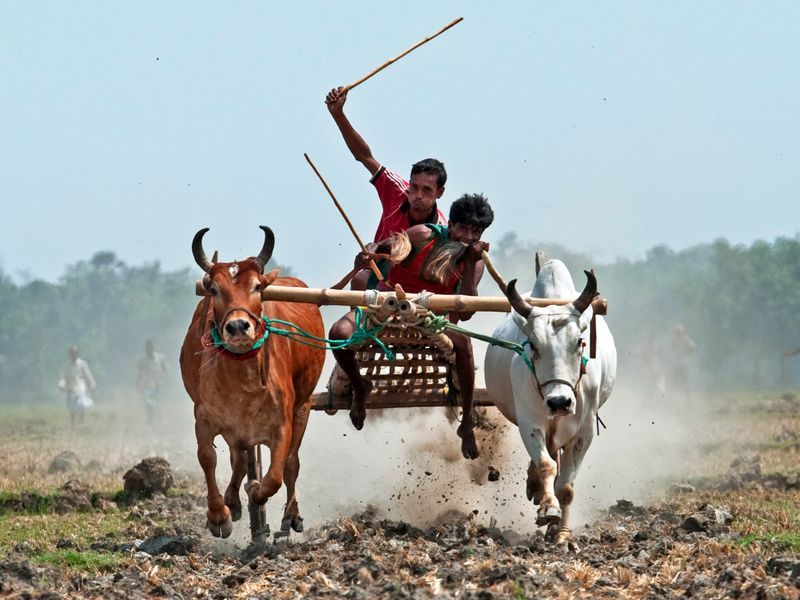 Bullock Cart Race. Photo taken during a traditional cart race in