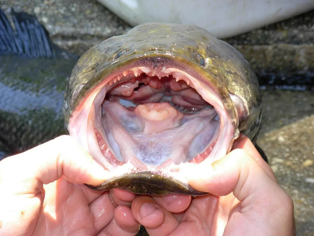 Large fish with mouth agape