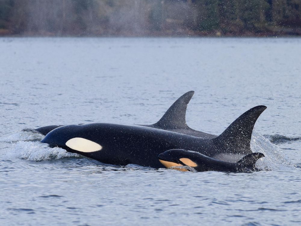 orca whale and its infant that was soon killed