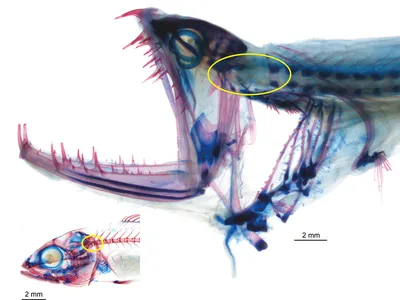Thanks to this evolutionary novelty, a flexible joint in the skull of dragonfishes, the creatures are able to swallow prey that is almost as big as they are.