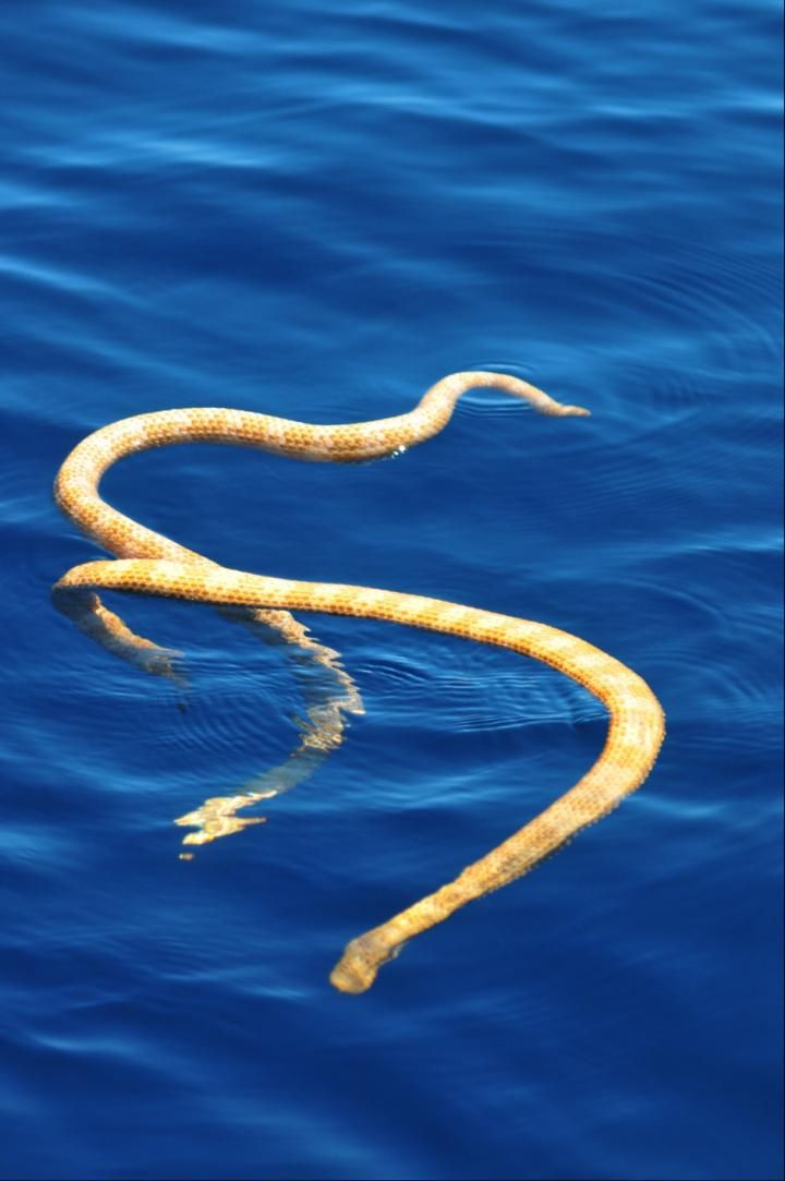Sea snake, Types, Habitat, & Facts