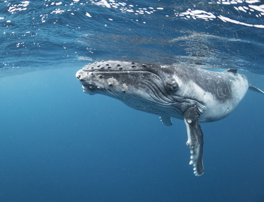 Young Humpback Whale | Smithsonian Photo Contest | Smithsonian Magazine