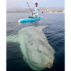 Holy Mola! Watch This Colossal Ocean Sunfish Swim With Paddle Boarders Off the California Coast icon