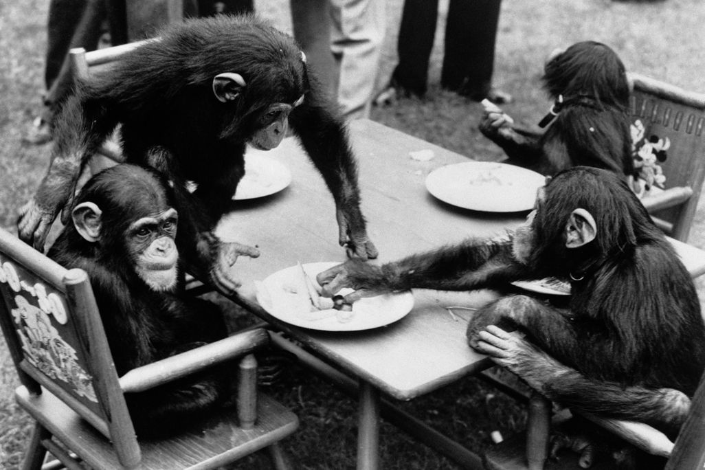 chimps at table