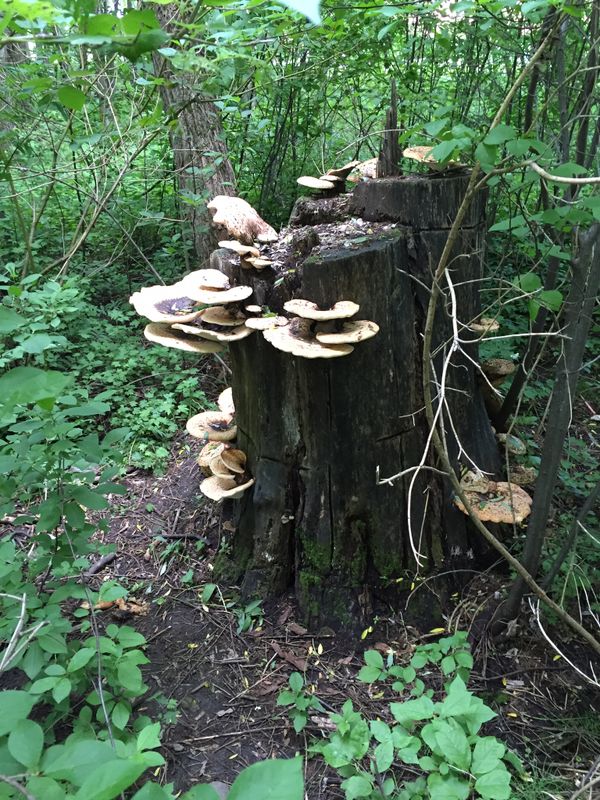 Stump with mushrooms thumbnail