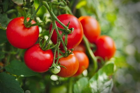 Microphones picked up ultrasonic sounds produced when tomato or tobacco plants were cut or dried out.