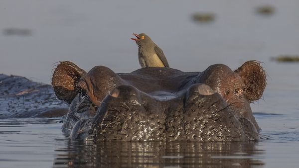 Oxpecker on Hippo head thumbnail