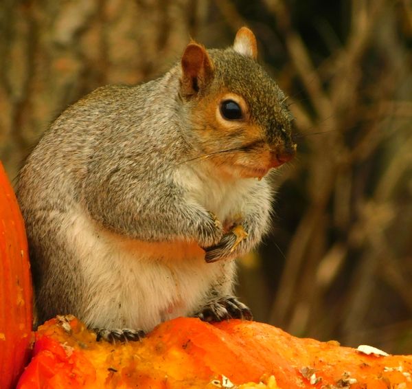 Squirrel's thanksgiving thumbnail