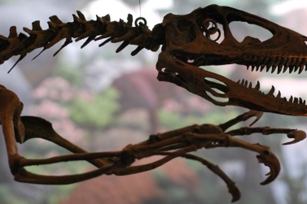 Deinonychus