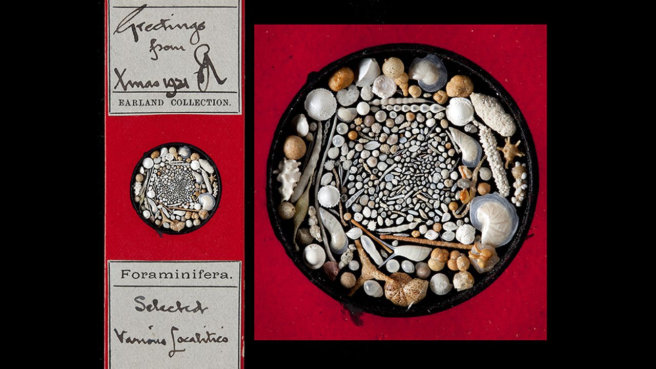 The Nerdiest Christmas Cards Ever May Be These Microscope Slides Composed  of Shells, image size:1280x720