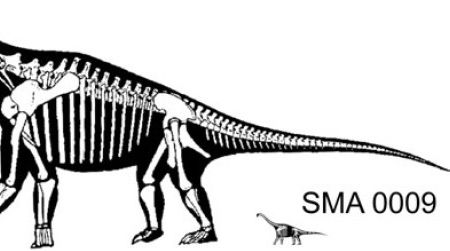 A reconstruction of a hypothetical adult Brachiosaurus next to a possible juvenile Brachiosaurus, SMA 0009.