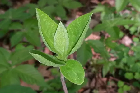 Sassafras leaves begin to grow. Both 19th-century Ohio farmer Thomas Mikesell and current Ohio State University ecologist Kellen Calinger-Yoak recorded important details about the plant.
