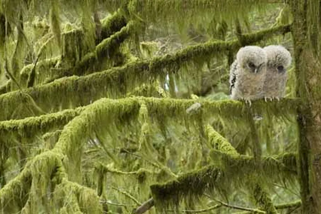 Three week old spotted owl hatchlings
