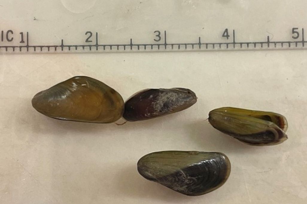 Golden mussels are shown with a measuring scale