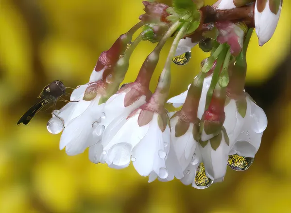 Flower Fly on a Flowering Cherry thumbnail