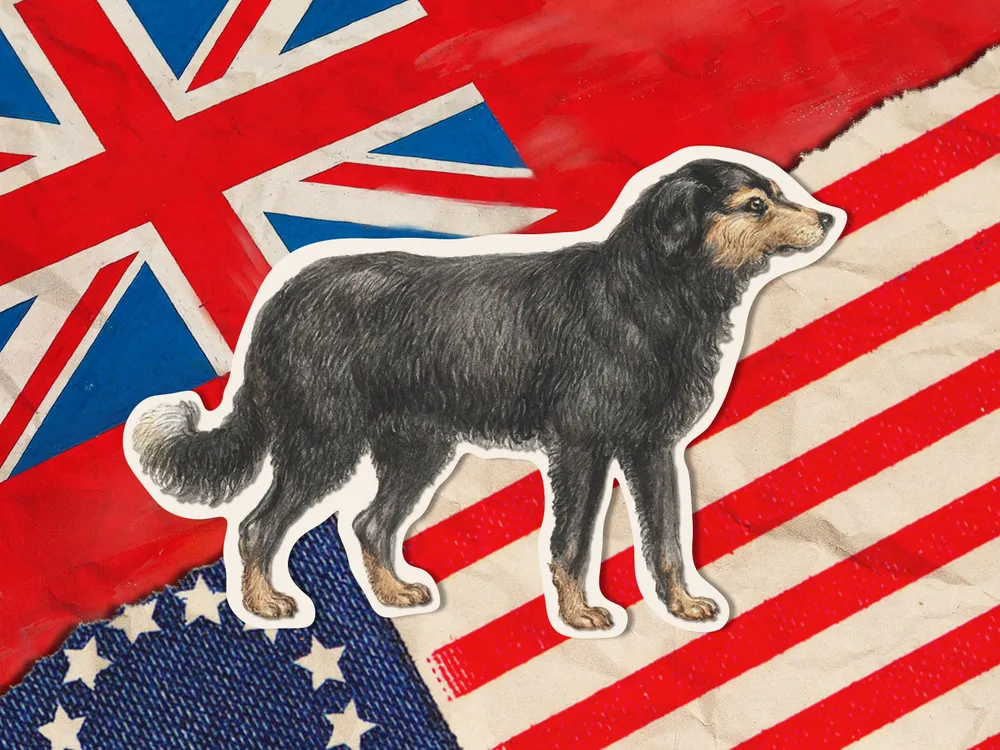 An illustration of a Newfoundland dog overlaid on American and British flags