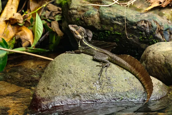 Proud Pose thumbnail