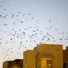 A California City Overrun With Crows Turns to Lasers and a Boombox to Scare Them Away icon
