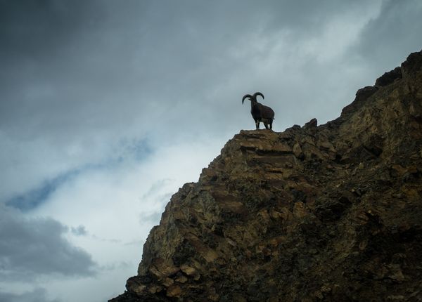 A Himalayan Mountain Goat thumbnail