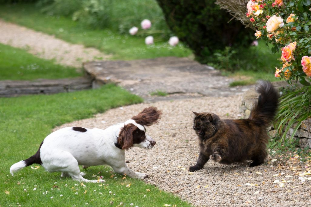 Cat vs Dog