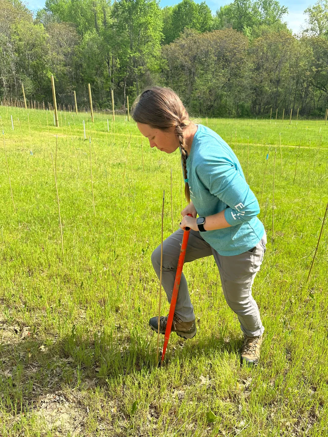 A person inserting an orange shovel-like tool into the ground