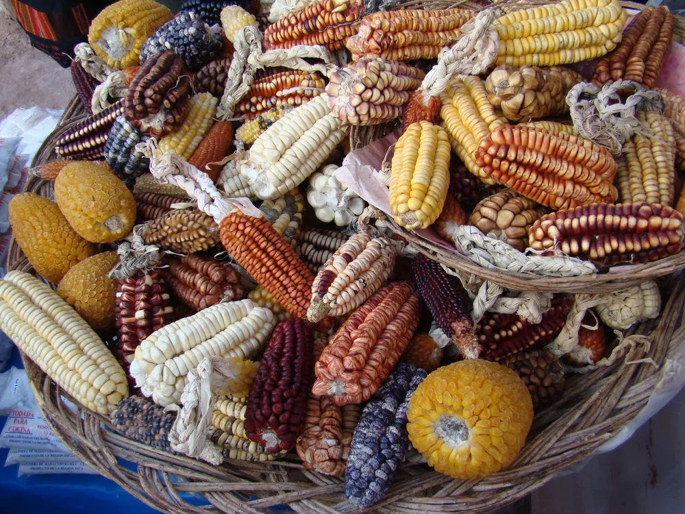 ancient maize plant