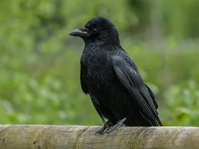 Crows May Grasp Basic Geometry: Study Finds the Brainy Birds Can Tell the Difference Between Shapes image
