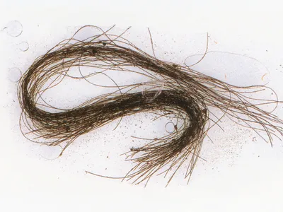 The hair strands were found inside decorative tubes.