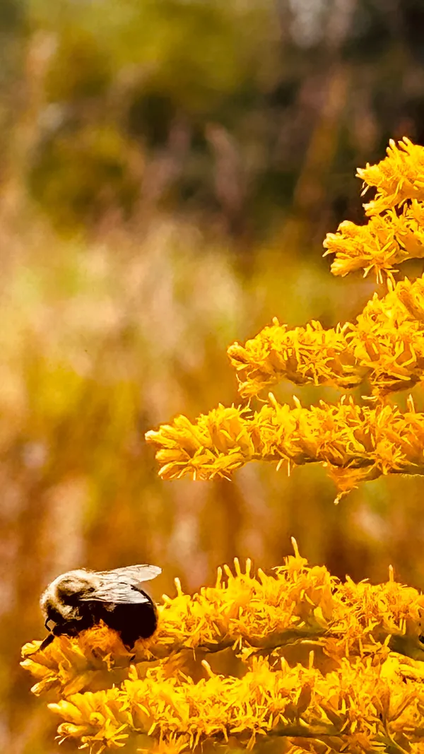 A bee enjoying his nectar thumbnail