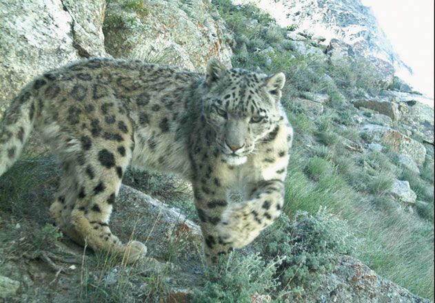 snow leopards