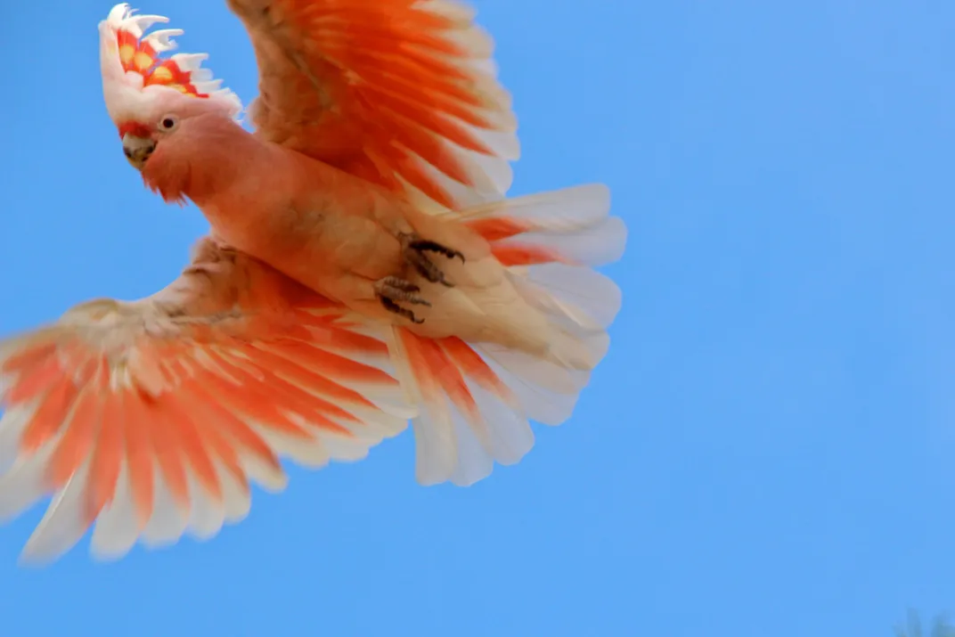 A Major Mitchell cockatoo
