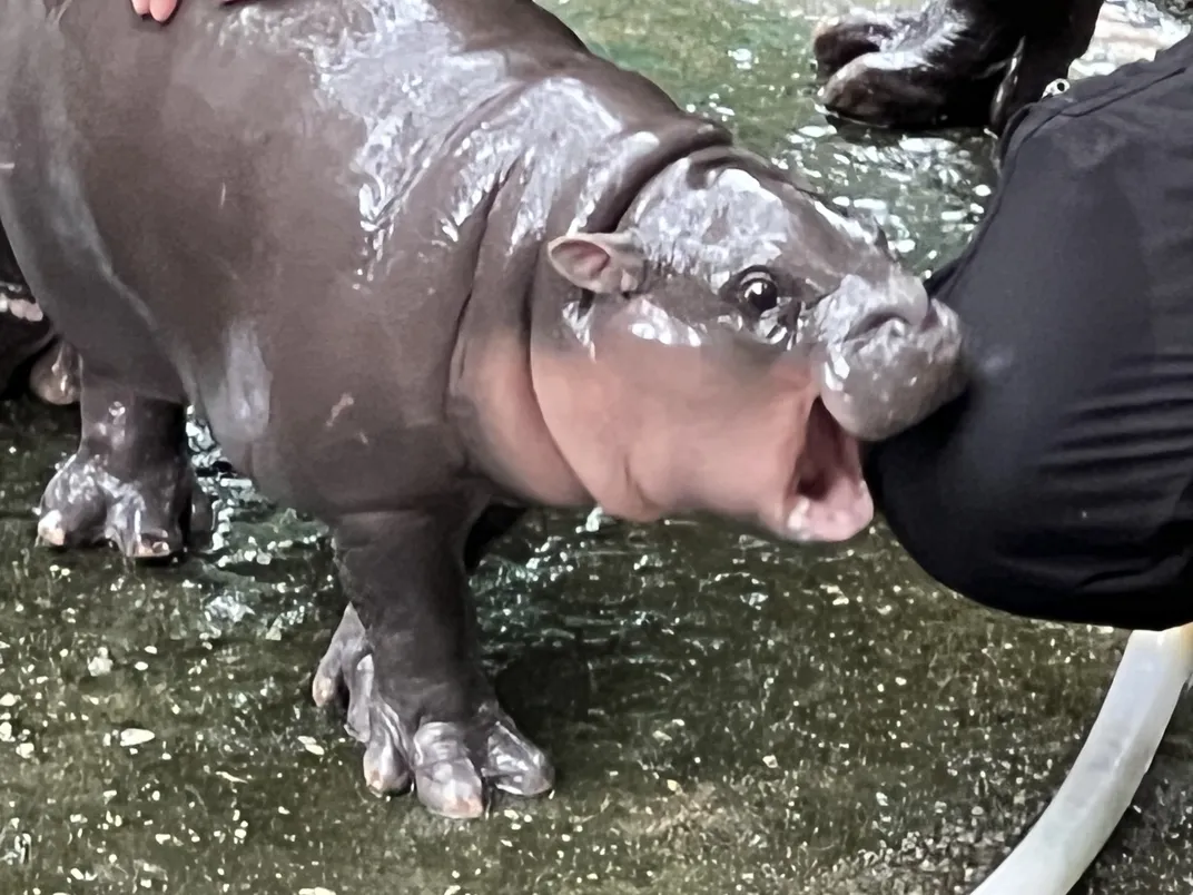 Moo Deng, baby hippo, biting her caretaker