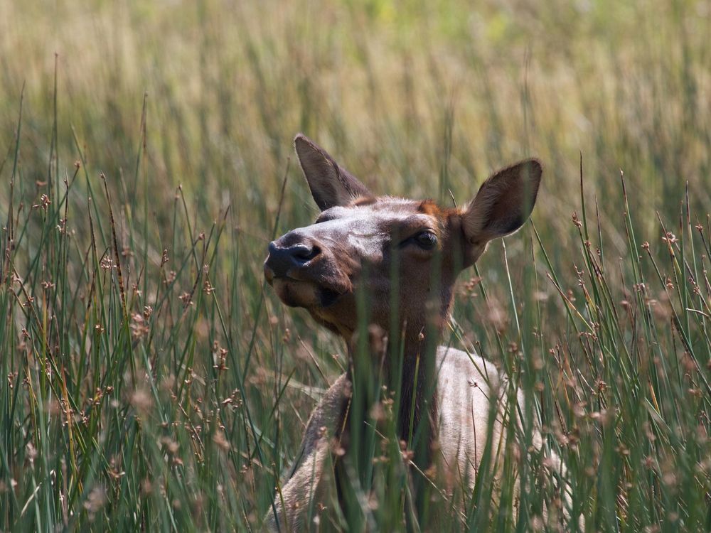 Elk