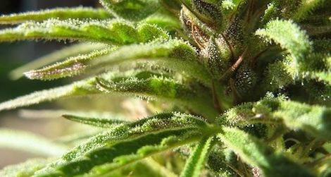 cannabis