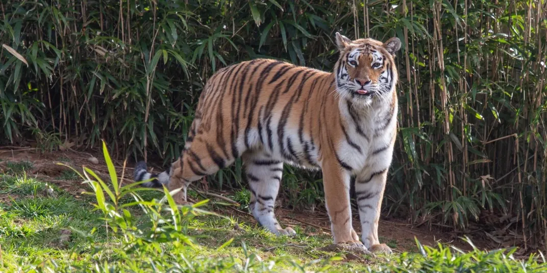 Amur tiger Nikita makes her debut at the Smithsonian's National Zoo's Great Cats exhibit on Feb. 26, 2019.