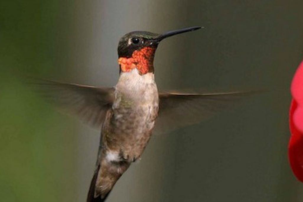Hummingbird-feather-song-470.jpg