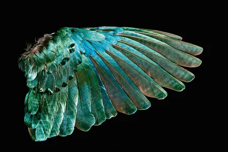 The green color of the superb startling’s wing feathers is produced by microscopically structured surfaces that interfere with and scatter light.