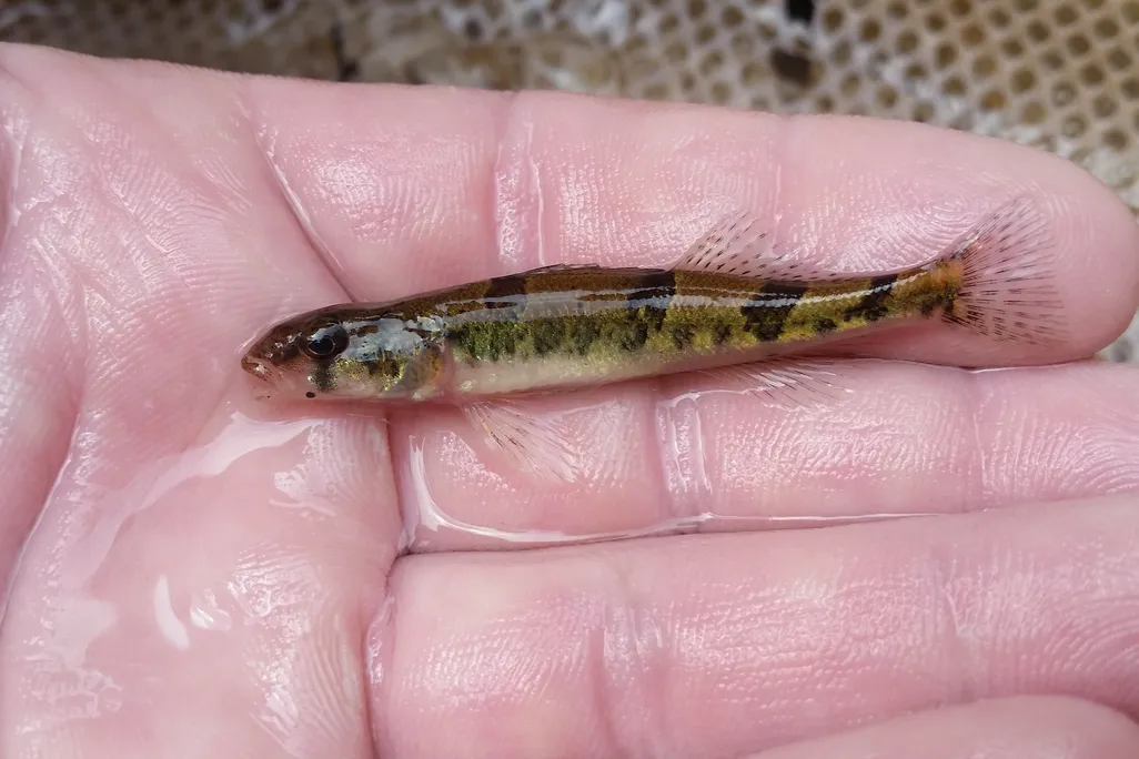 a small fish in a person's hand